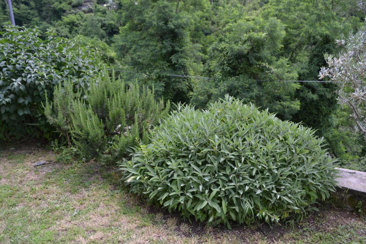 La Limonaia Di Casagrande Villa Barga Ngoại thất bức ảnh